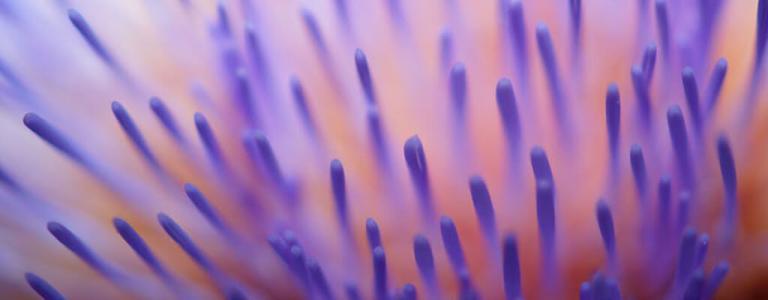 Close up of flower.